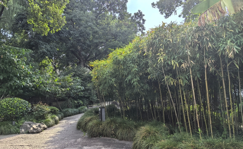 随州竹林